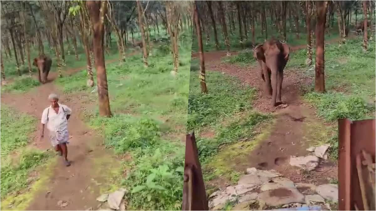 WILD ELEPHANT ATTACK  കാട്ടാന ആക്രമണം  ഹാരിസൺ മലയാളം പ്ലാൻ്റേഷൻ  WILD ELEPHANT IN THRISSUR