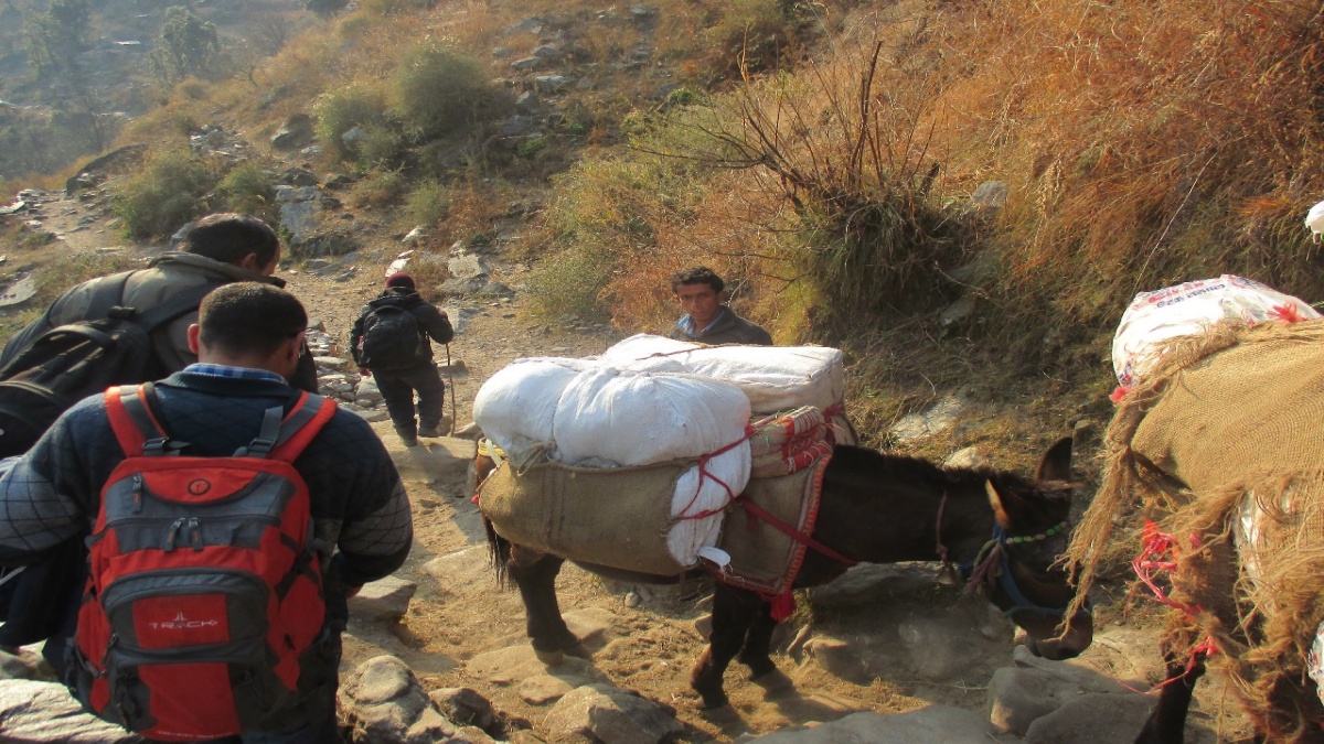 खच्चरों पर सामान ले जाते लोग