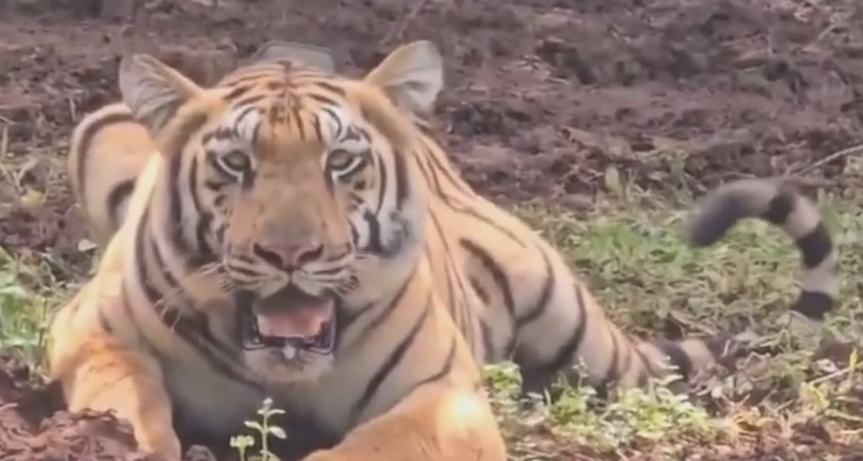 Mayurbhanj Similipal Tiger Reserve Reopens Today For Tourists