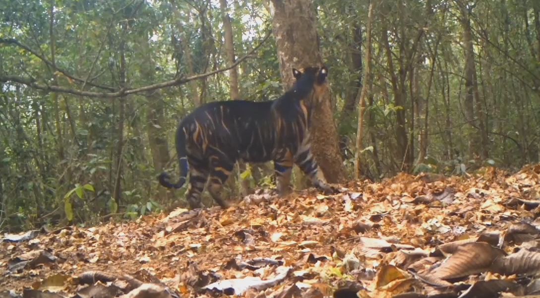 Similipal melanistic Tiger