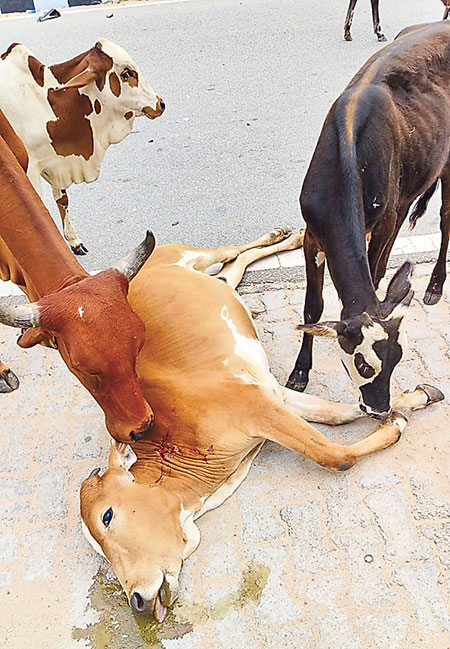 Cattle Gathered Around the Injured Cow