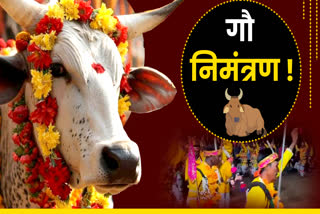 INVITATION TO COWS ON DIWALI