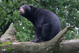 Bear climbed mango tree in Shahdol