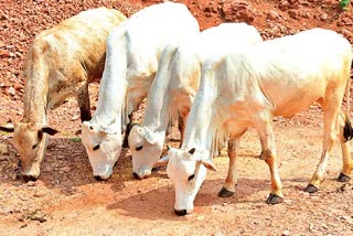 Cattle Gathered Around the Injured Cow in Annamayya District