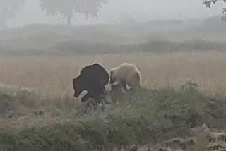 bear family came near village