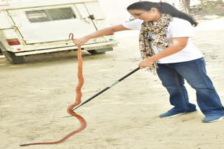 Black Headed Royal Snake in Barmer