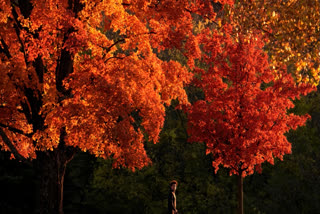 A person walks past trees displaying fall colors, Friday, Oct. 25, 2024, in Kansas, US.