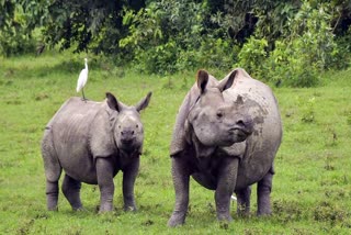 A pair of rhinos in Kaziranga National Park