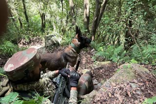 TRAINING VIDEO OF ARMY DOG PHANTOM WHO DIES IN ANTI-TERROR OPERATION IN AKHNOOR JAMMU-KASHMIR