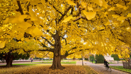 cyclist rides past a Gingko biloba trees on a central square in Strasbourg, eastern France, on November 25, 2022. Several species of Gingko trees were included in an update of the International Union for Conservation of Nature (IUCN) Red List of Threatened Species published on October 28, 2024.