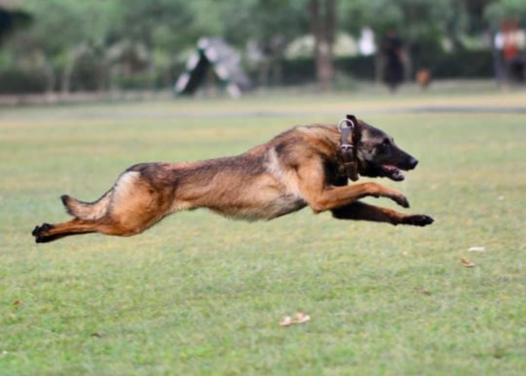 Army Dog Phantom Killed In Action During Anti-Terror Operation In Jammu