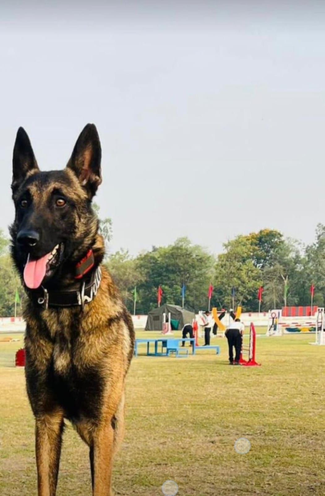 Army Dog Phantom Killed In Action During Anti-Terror Operation In Jammu