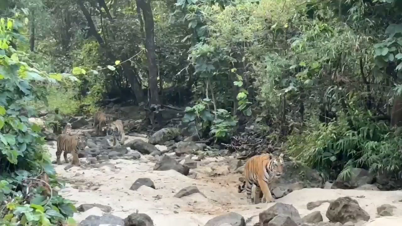 Tigress Chakra Dhara on Family Walk