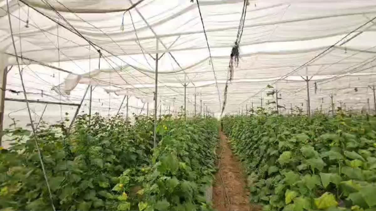 Polyhouse Farming In Haryana