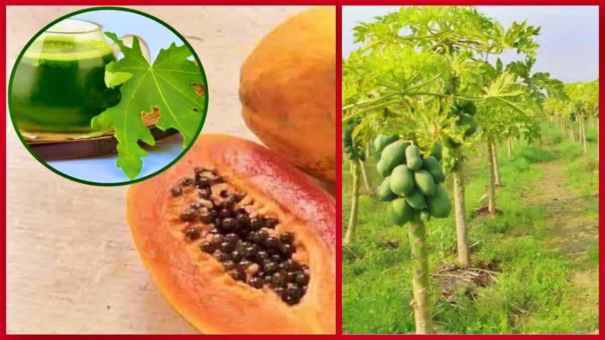 Papaya vitamins Mineral medicinal properties and method of papaya cultivation