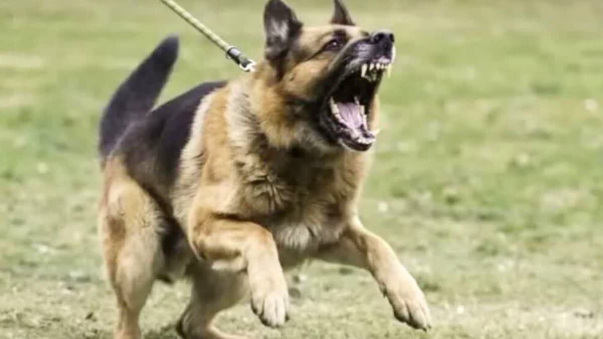 Dog attacked girl in Katni