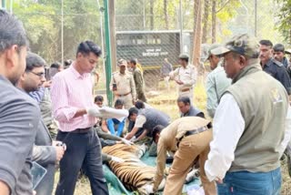 Tigers shifted in Van Vihar