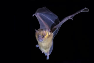 Vampire bats moves us due to climate change may spread rabies in US
