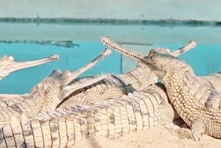 transport male crocodiles from Chambal to Son River