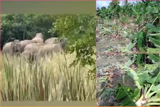 Elephant_Herd_Attack_on_Crop_Fields