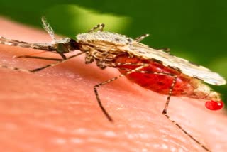 Zika Virus Patient In Kolhapur