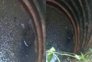 Kannur Aniyaram tiger trapped in well  Tiger trapped in well at Kannur Aniyaram  Tiger found in well at Kannur  Tiger spotted at Kannur  കണ്ണൂർ അണിയാരത്ത് പുലി കിണറ്റിൽ വീണു  Tiger trapped in well  പുലി കിണറ്റിൽ വീണു