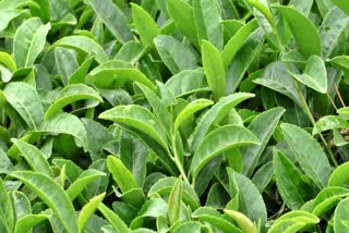 Kangra tea demand Decrease