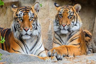 Tigers Sentenced Life Imprisonment