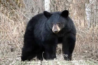 injured Bear dies in Marwahi