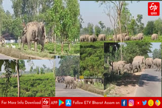 Man Elephant conflict in Assam