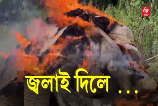 Burmese supari Worth 2026 Kg Destroyed in Baksa