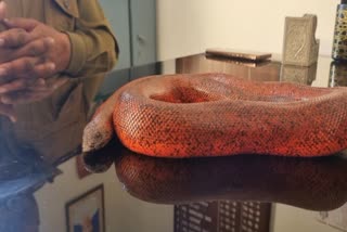 Red sand Boa snake Taskari Accused Gets Bail Yamunanagar Haryana News