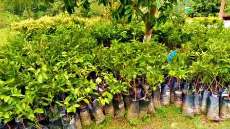 High-Quality Fruit Plants in Karsog Nursery