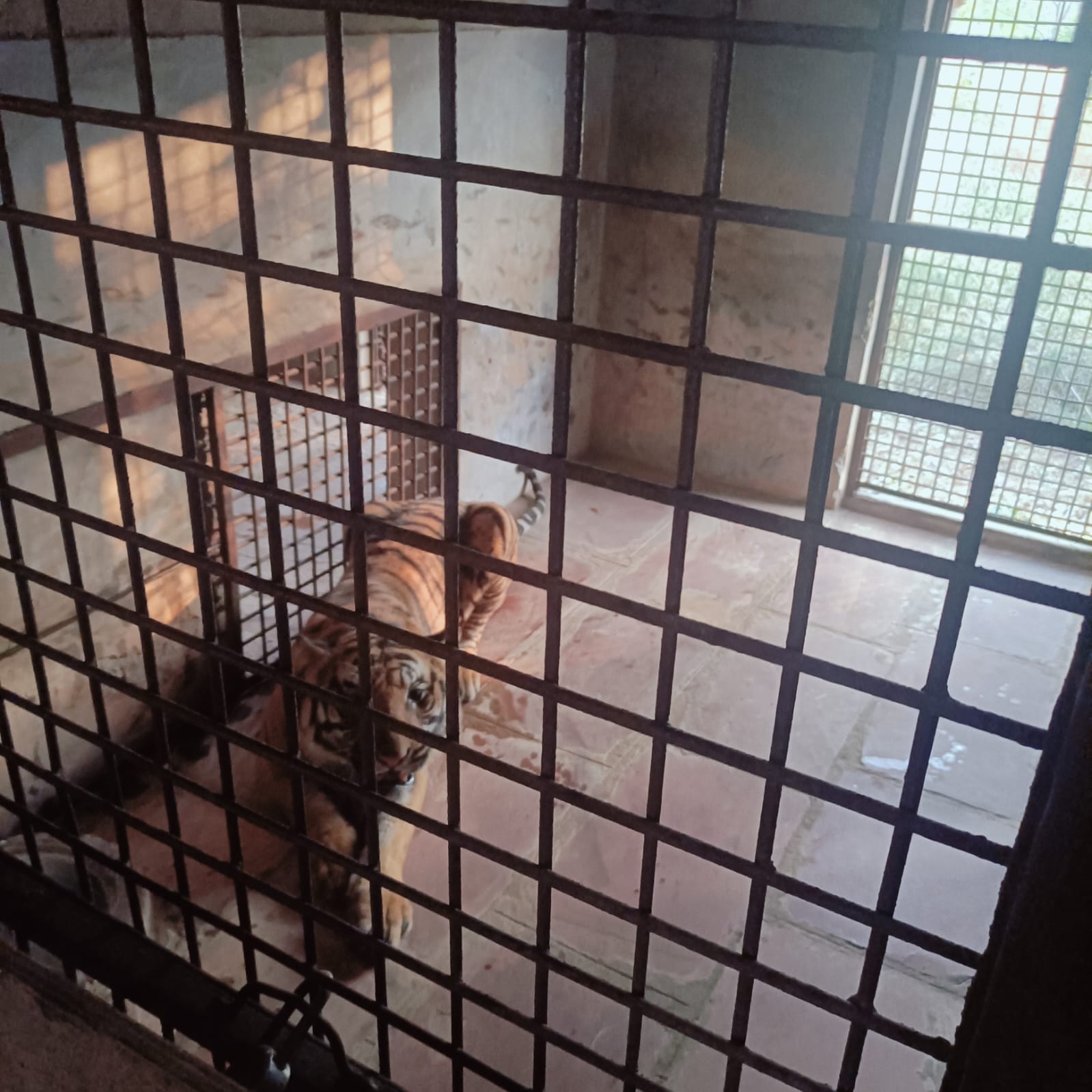 Tigers Sentenced Life Imprisonment