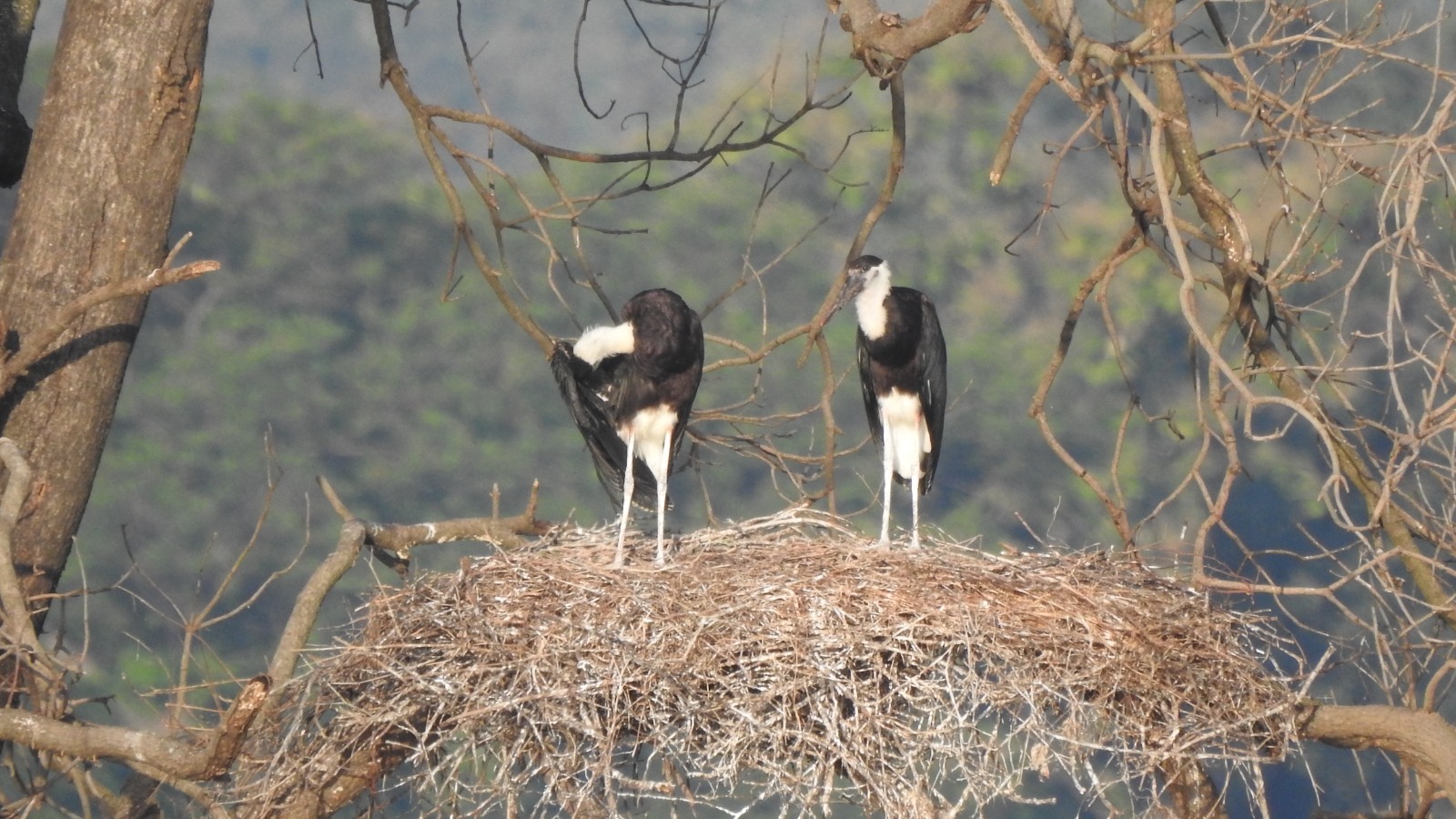 Nauradehi Tiger Reserve