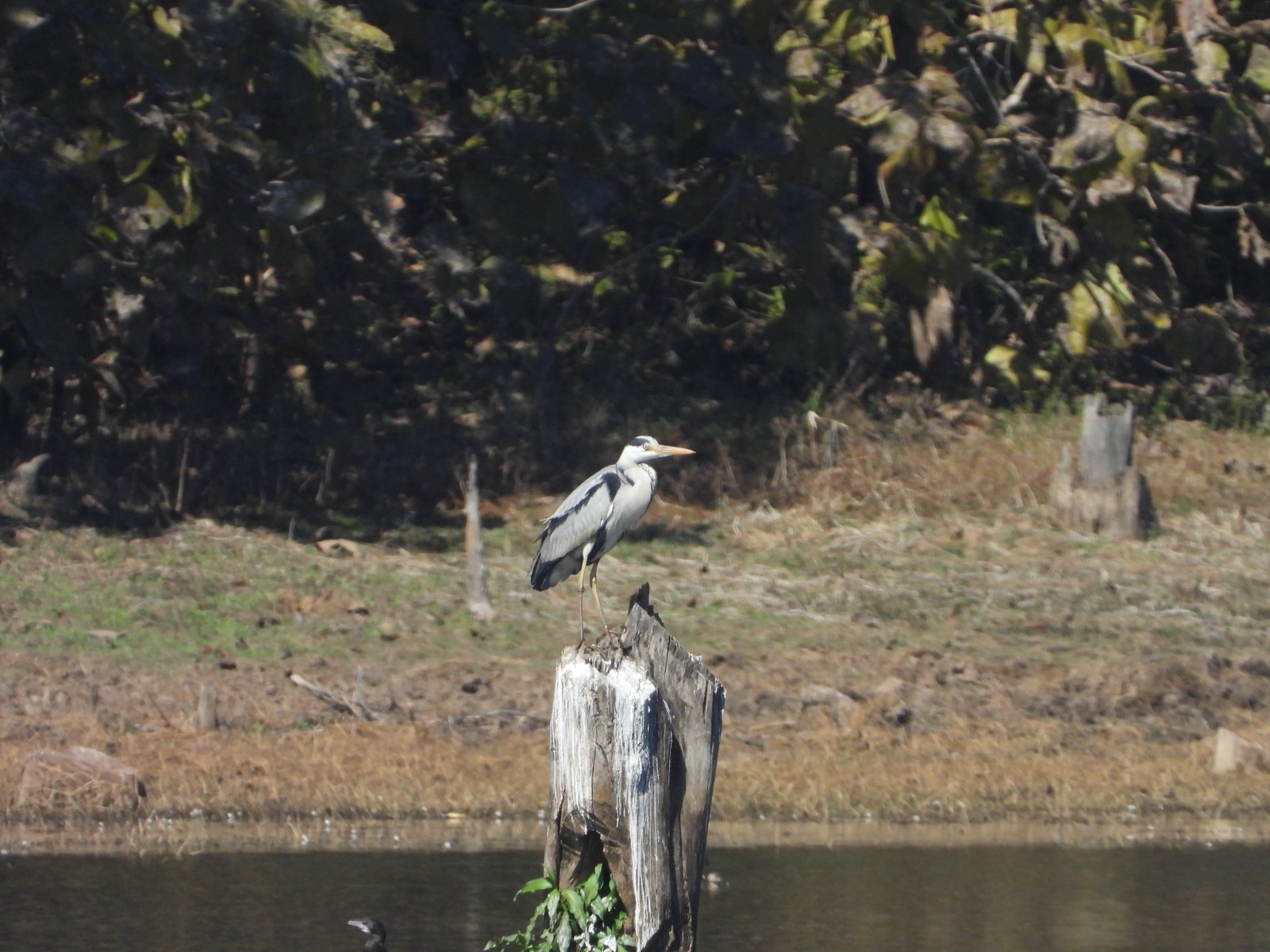 Nauradehi Tiger Reserve