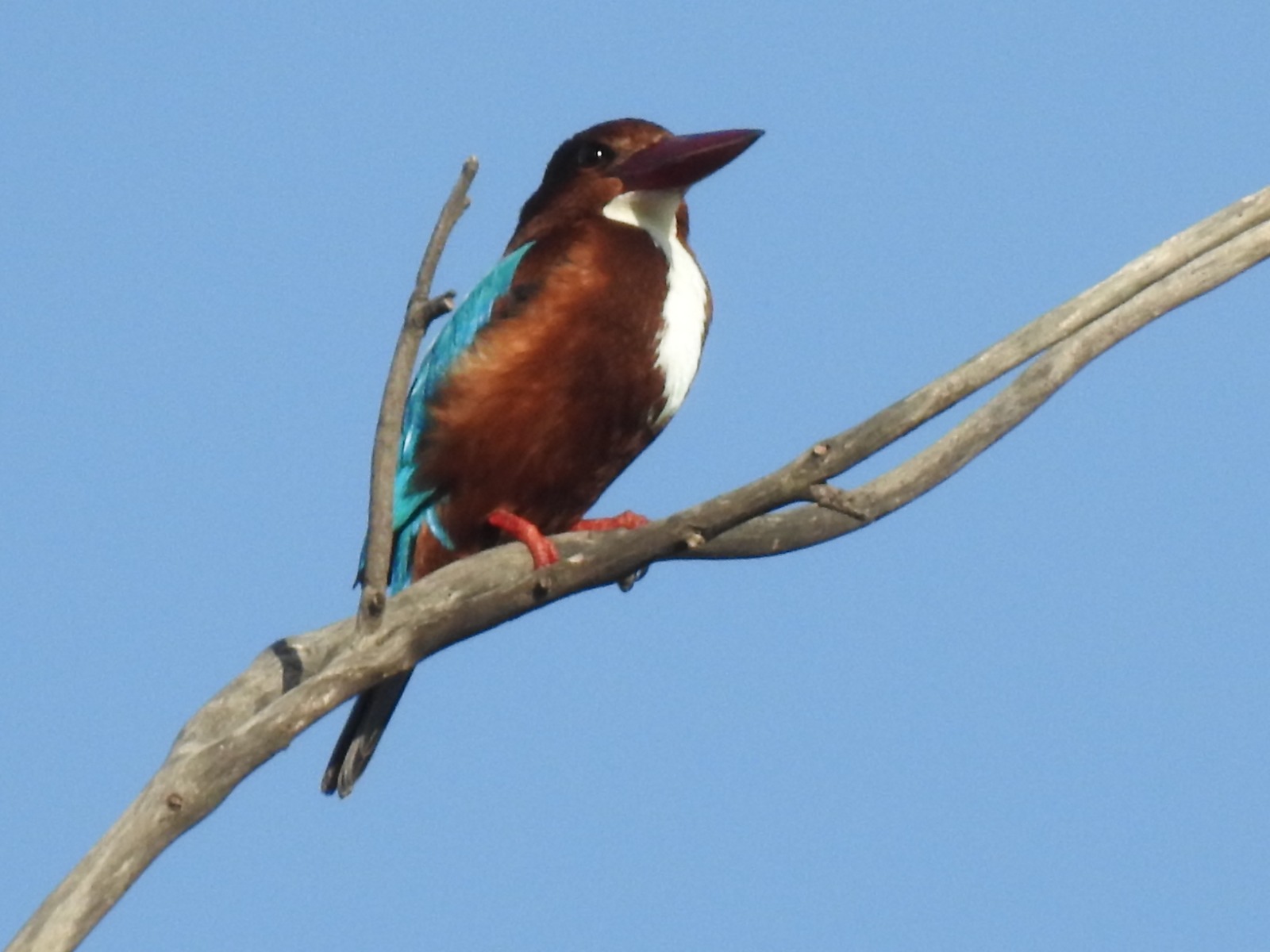 Nauradehi Tiger Reserve