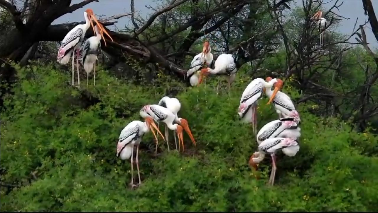 Research on Bharatpur Keoladeo