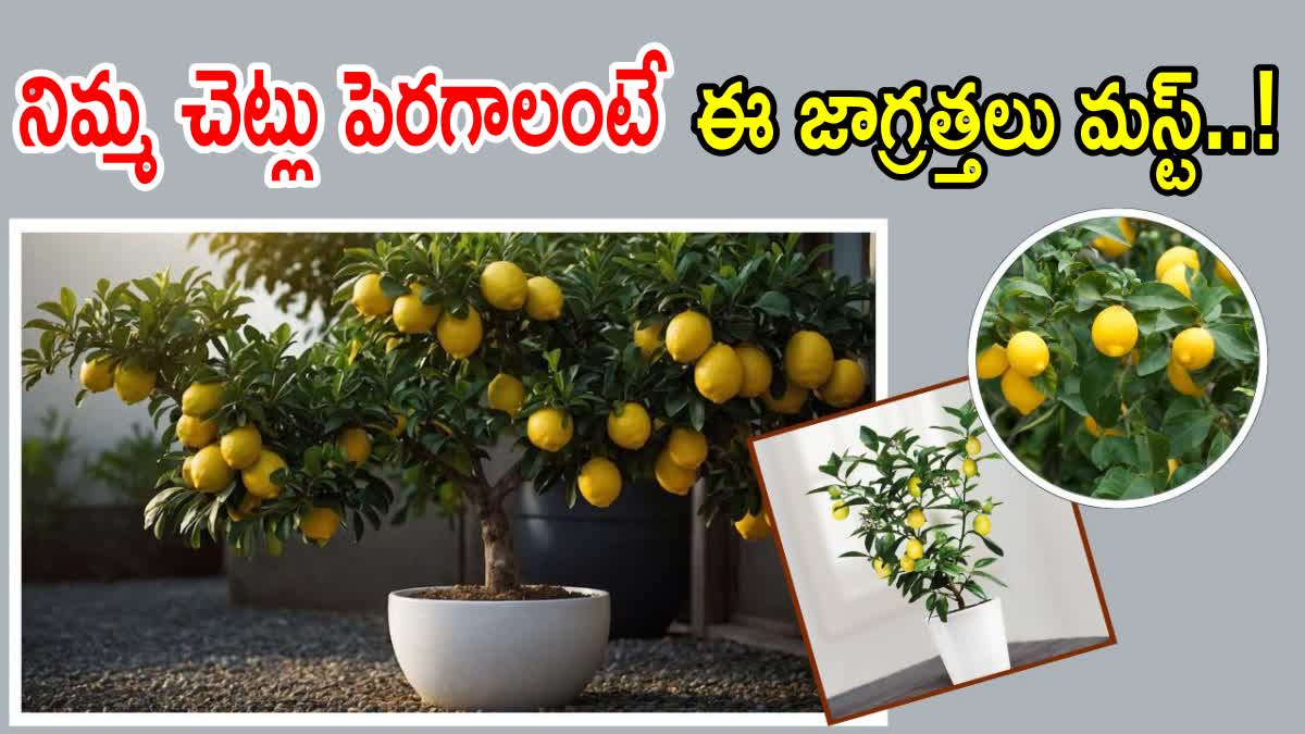 Lemon Plant Growing Tips