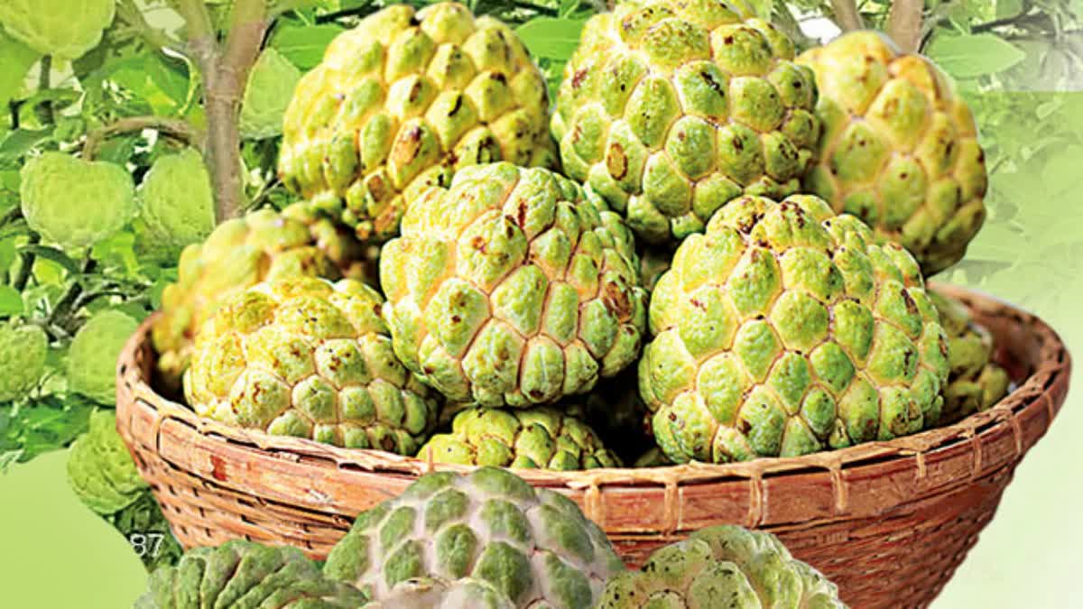 Telangana Horticulture University Trying to GI Tag for Custard Apple