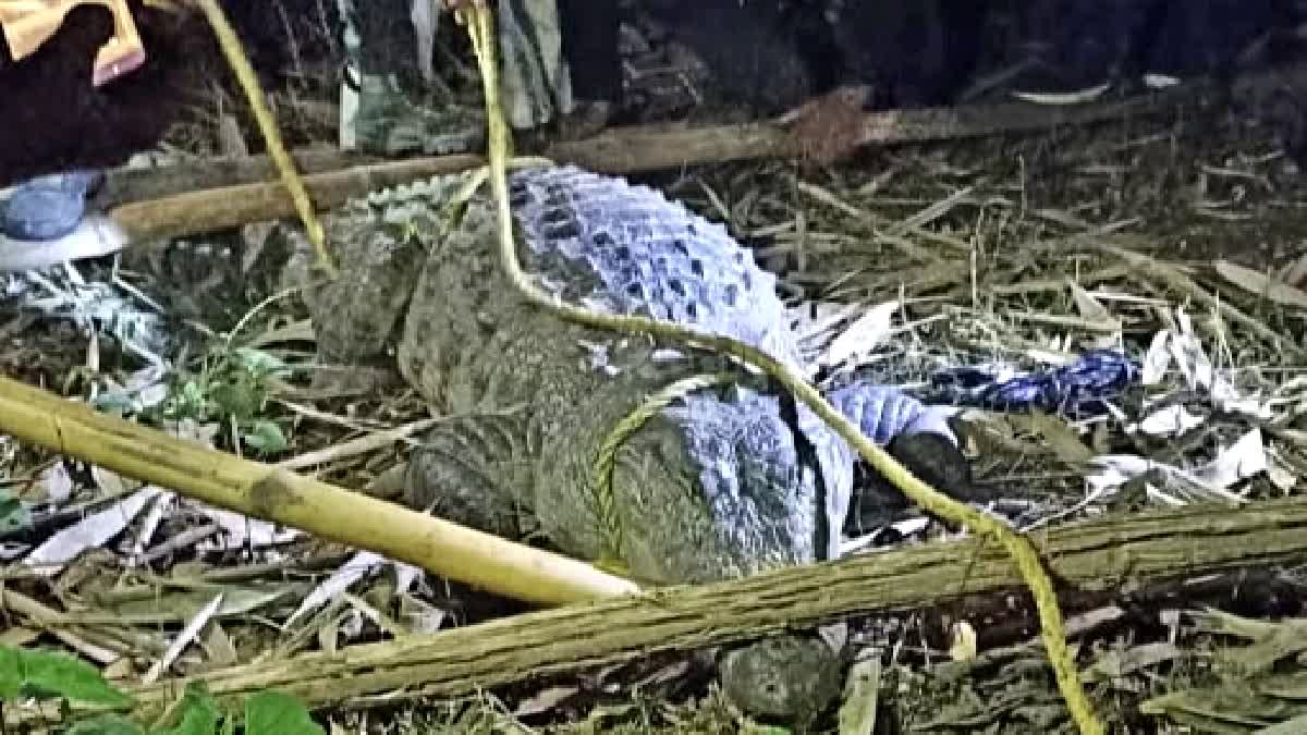 crocodile rescued in Bagaha