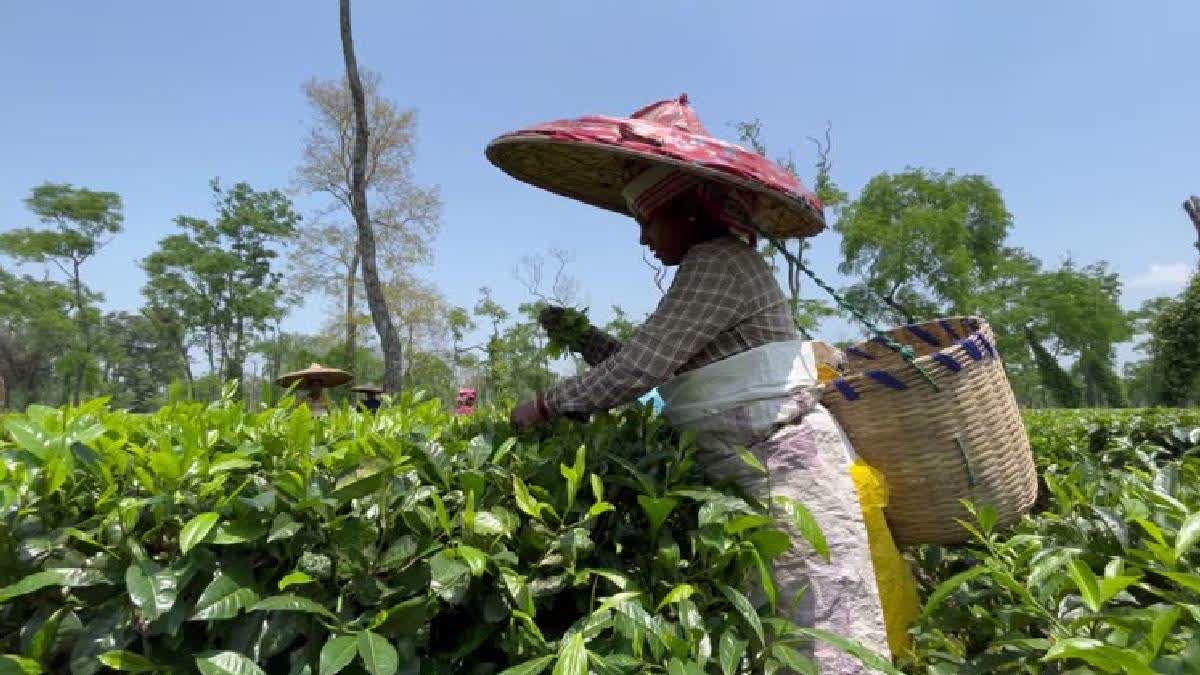 Assam's Tea Production Declines By 4% Due To Climate Change