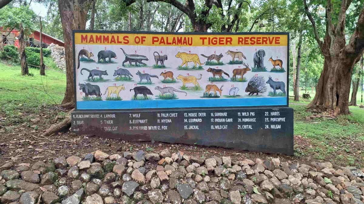 Sixth tiger entered here from MP