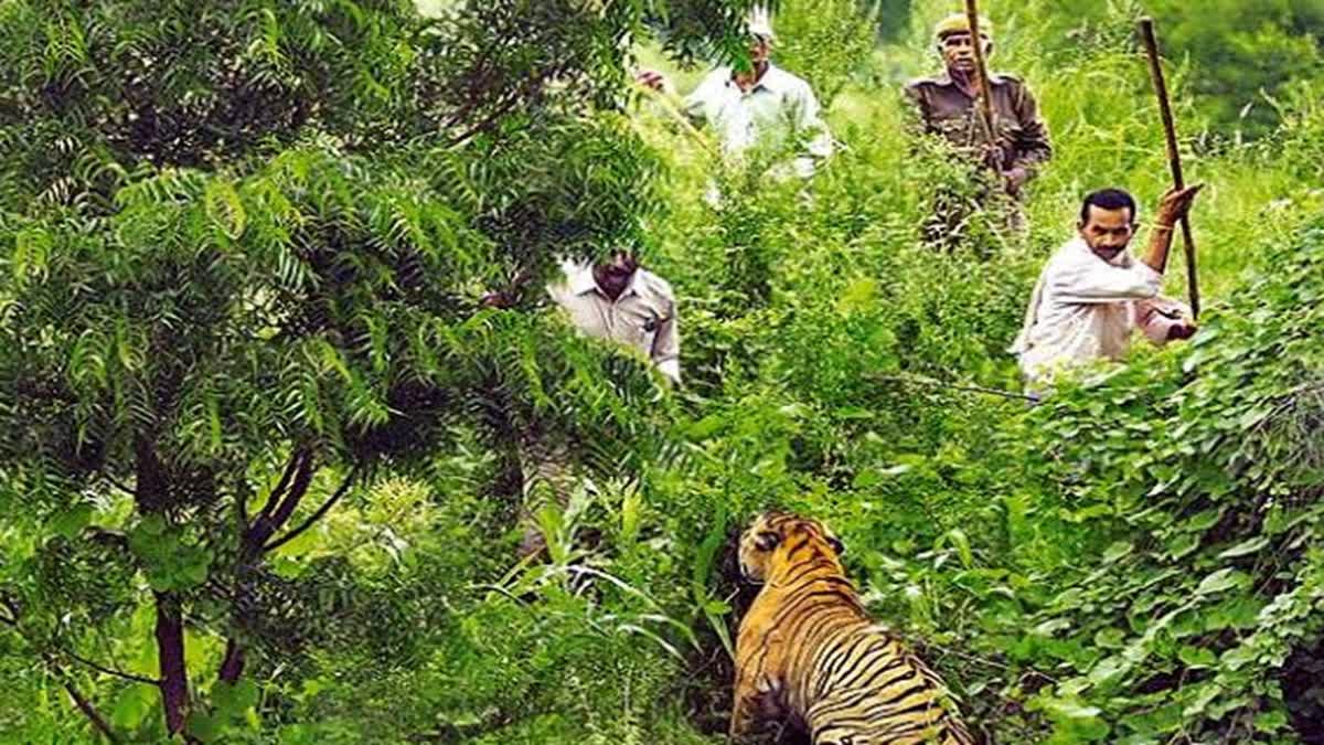 Human-wildlife conflict in Chandrapur