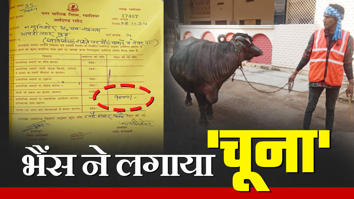 Gwalior Buffalo owner fined 9000 rupees