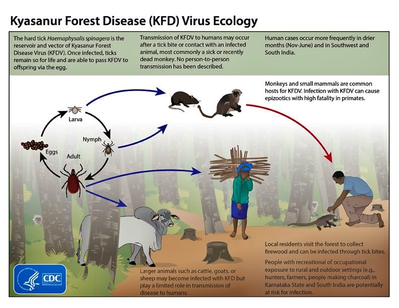 how-is-kpd-disease-spread-what-are-the-precautions