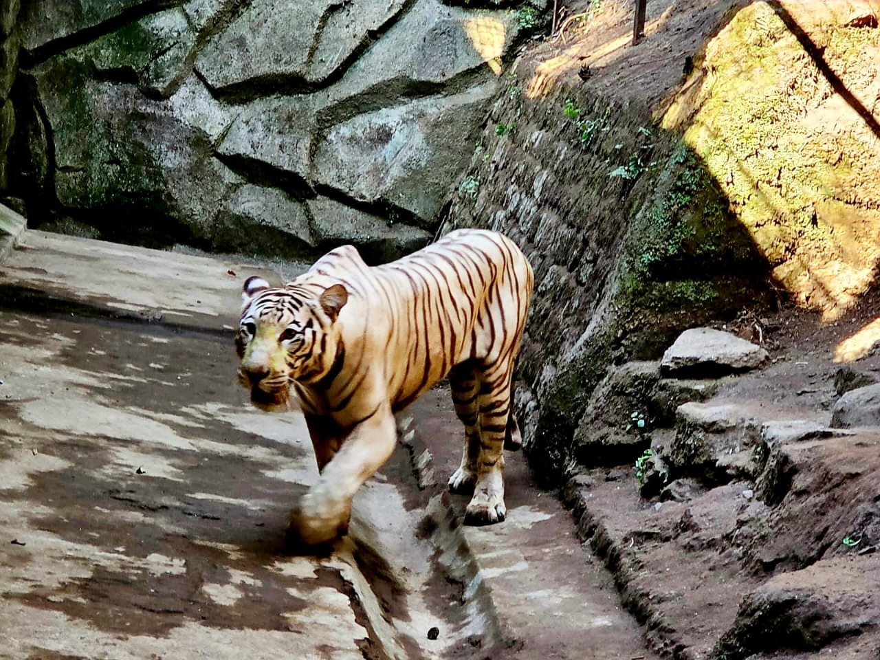 New Tiger Darjeeling Zoo