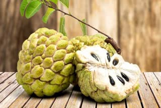 GI APPLICATION CUSTARD APPLE