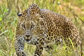 Leopard Terror in Nashik, 19 people died and 44 were seriously injured in 11 months