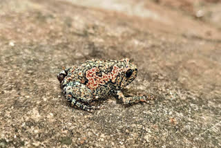 Color Changing Frog in Tirupati Seshachalam Forest